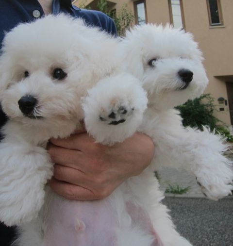 ビションフリーゼこいぬ子犬フントヒュッテ東京かわいいビションフリーゼ関東ビション文京区ビションフリーゼ画像ビションフリーゼ子犬東京ビション毛量 209.jpg