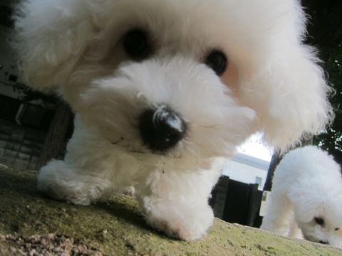 ビションフリーゼこいぬ子犬フントヒュッテ東京かわいいビションフリーゼ関東ビション文京区ビションフリーゼ画像ビションフリーゼ子犬東京ビション毛量 210.jpg