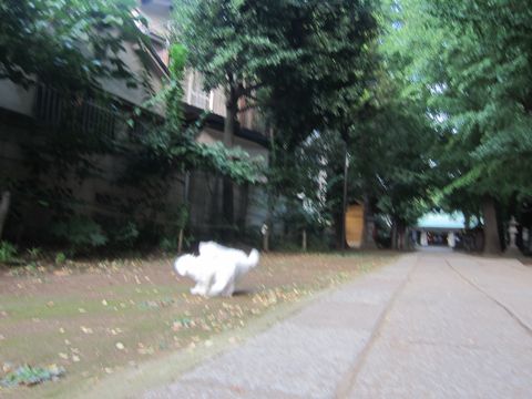 ビションフリーゼこいぬ子犬フントヒュッテ東京かわいいビションフリーゼ関東ビション文京区ビションフリーゼ画像ビションフリーゼ子犬東京ビション毛量 211.jpg