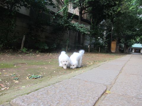 ビションフリーゼこいぬ子犬フントヒュッテ東京かわいいビションフリーゼ関東ビション文京区ビションフリーゼ画像ビションフリーゼ子犬東京ビション毛量 212.jpg