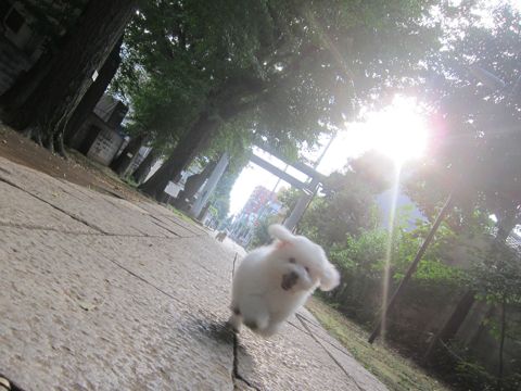 ビションフリーゼこいぬ子犬フントヒュッテ東京かわいいビションフリーゼ関東ビション文京区ビションフリーゼ画像ビションフリーゼ子犬東京ビション毛量 216.jpg