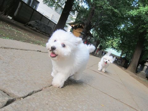 ビションフリーゼこいぬ子犬フントヒュッテ東京かわいいビションフリーゼ関東ビション文京区ビションフリーゼ画像ビションフリーゼ子犬東京ビション毛量 217.jpg
