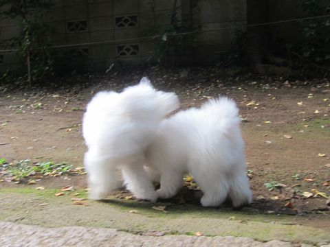 ビションフリーゼこいぬ子犬フントヒュッテ東京かわいいビションフリーゼ関東ビション文京区ビションフリーゼ画像ビションフリーゼ子犬東京ビション毛量 218.jpg