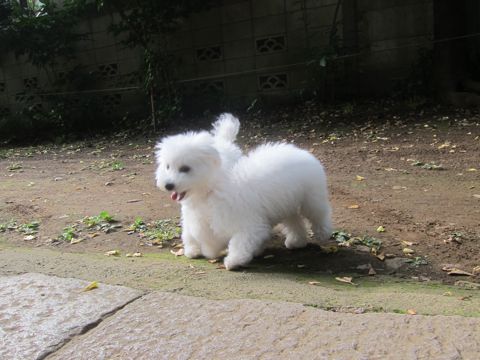 ビションフリーゼこいぬ子犬フントヒュッテ東京かわいいビションフリーゼ関東ビション文京区ビションフリーゼ画像ビションフリーゼ子犬東京ビション毛量 219.jpg