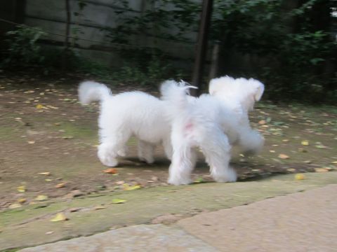 ビションフリーゼこいぬ子犬フントヒュッテ東京かわいいビションフリーゼ関東ビション文京区ビションフリーゼ画像ビションフリーゼ子犬東京ビション毛量 220.jpg