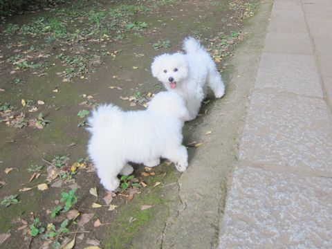 ビションフリーゼこいぬ子犬フントヒュッテ東京かわいいビションフリーゼ関東ビション文京区ビションフリーゼ画像ビションフリーゼ子犬東京ビション毛量 221.jpg
