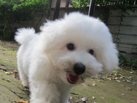 ビションフリーゼこいぬ子犬フントヒュッテ東京かわいいビションフリーゼ関東ビション文京区ビションフリーゼ画像ビションフリーゼ子犬東京ビション毛量 222.jpg
