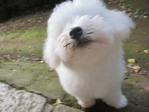 ビションフリーゼこいぬ子犬フントヒュッテ東京かわいいビションフリーゼ関東ビション文京区ビションフリーゼ画像ビションフリーゼ子犬東京ビション毛量 223.jpg