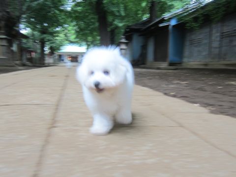 ビションフリーゼこいぬ子犬フントヒュッテ東京かわいいビションフリーゼ関東ビション文京区ビションフリーゼ画像ビションフリーゼ子犬東京ビション毛量 224.jpg