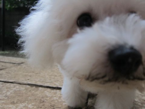 ビションフリーゼこいぬ子犬フントヒュッテ東京かわいいビションフリーゼ関東ビション文京区ビションフリーゼ画像ビションフリーゼ子犬東京ビション毛量 225.jpg