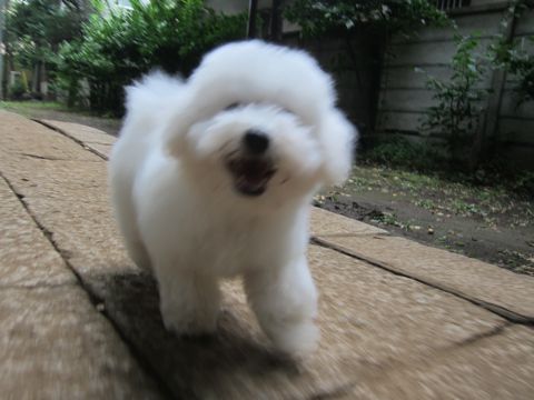 ビションフリーゼこいぬ子犬フントヒュッテ東京かわいいビションフリーゼ関東ビション文京区ビションフリーゼ画像ビションフリーゼ子犬東京ビション毛量 226.jpg
