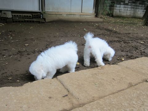 ビションフリーゼこいぬ子犬フントヒュッテ東京かわいいビションフリーゼ関東ビション文京区ビションフリーゼ画像ビションフリーゼ子犬東京ビション毛量 227.jpg