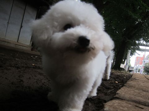 ビションフリーゼこいぬ子犬フントヒュッテ東京かわいいビションフリーゼ関東ビション文京区ビションフリーゼ画像ビションフリーゼ子犬東京ビション毛量 228.jpg