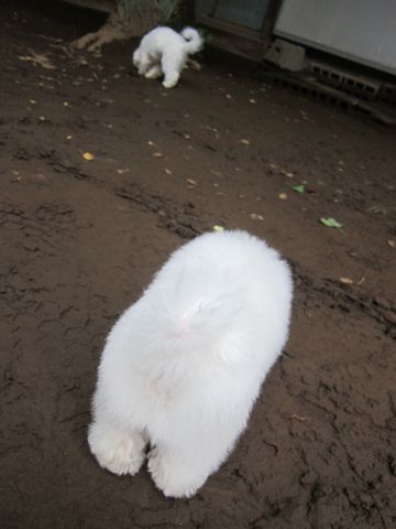 ビションフリーゼこいぬ子犬フントヒュッテ東京かわいいビションフリーゼ関東ビション文京区ビションフリーゼ画像ビションフリーゼ子犬東京ビション毛量 229.jpg