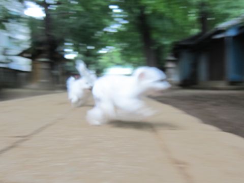 ビションフリーゼこいぬ子犬フントヒュッテ東京かわいいビションフリーゼ関東ビション文京区ビションフリーゼ画像ビションフリーゼ子犬東京ビション毛量 230.jpg