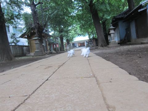 ビションフリーゼこいぬ子犬フントヒュッテ東京かわいいビションフリーゼ関東ビション文京区ビションフリーゼ画像ビションフリーゼ子犬東京ビション毛量 231.jpg