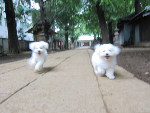 ビションフリーゼこいぬ子犬フントヒュッテ東京かわいいビションフリーゼ関東ビション文京区ビションフリーゼ画像ビションフリーゼ子犬東京ビション毛量 232.jpg