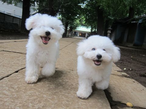 ビションフリーゼこいぬ子犬フントヒュッテ東京かわいいビションフリーゼ関東ビション文京区ビションフリーゼ画像ビションフリーゼ子犬東京ビション毛量 233.jpg