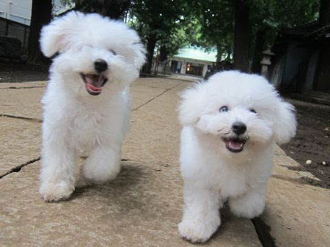 ビションフリーゼこいぬ子犬フントヒュッテ東京かわいいビションフリーゼ関東ビション文京区ビションフリーゼ画像ビションフリーゼ子犬東京ビション毛量 234.jpg