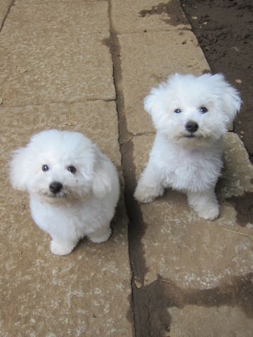 ビションフリーゼこいぬ子犬フントヒュッテ東京かわいいビションフリーゼ関東ビション文京区ビションフリーゼ画像ビションフリーゼ子犬東京ビション毛量 236.jpg