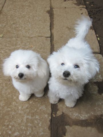 ビションフリーゼこいぬ子犬フントヒュッテ東京かわいいビションフリーゼ関東ビション文京区ビションフリーゼ画像ビションフリーゼおんなのこ姉妹メス子犬_565.jpg