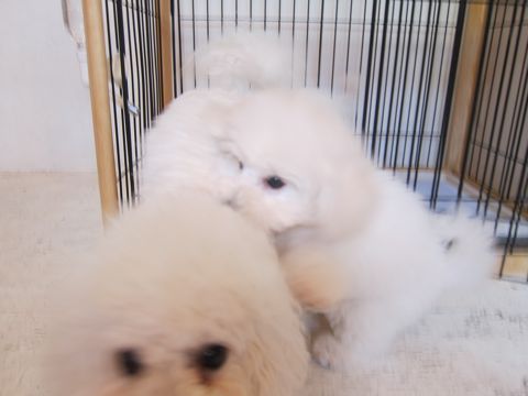 ビションフリーゼこいぬ子犬フントヒュッテ東京かわいいビションフリーゼ関東ビション文京区ビションフリーゼ画像ビションフリーゼ子犬東京ビション毛量 238.jpg