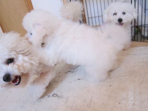 ビションフリーゼこいぬ子犬フントヒュッテ東京かわいいビションフリーゼ関東ビション文京区ビションフリーゼ画像ビションフリーゼ子犬東京ビション毛量 239.jpg