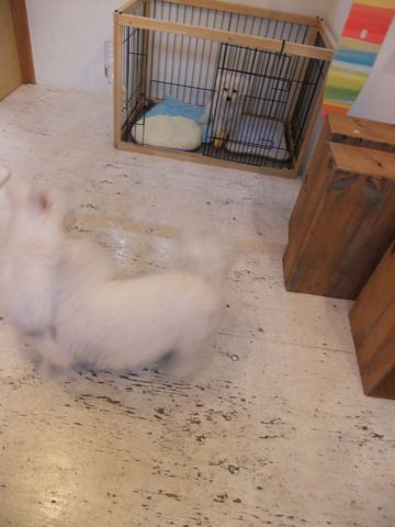 ビションフリーゼこいぬ子犬フントヒュッテ東京かわいいビションフリーゼ関東ビション文京区ビションフリーゼ画像ビションフリーゼ子犬東京ビション毛量 247.jpg