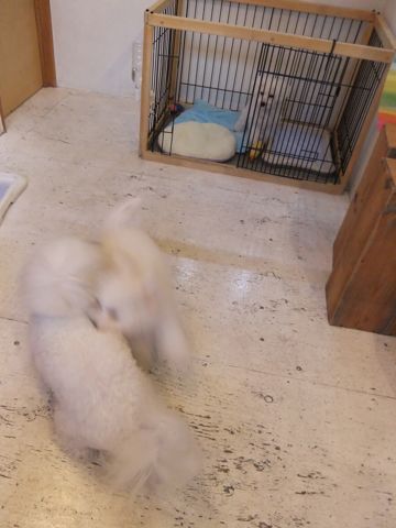 ビションフリーゼこいぬ子犬フントヒュッテ東京かわいいビションフリーゼ関東ビション文京区ビションフリーゼ画像ビションフリーゼ子犬東京ビション毛量 248.jpg