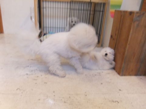 ビションフリーゼこいぬ子犬フントヒュッテ東京かわいいビションフリーゼ関東ビション文京区ビションフリーゼ画像ビションフリーゼ子犬東京ビション毛量 249.jpg