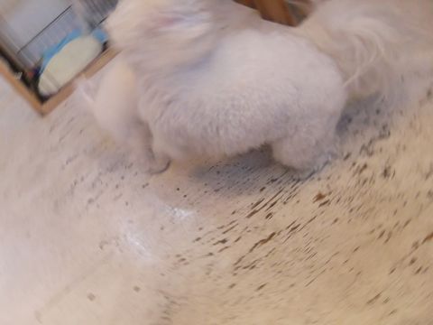 ビションフリーゼこいぬ子犬フントヒュッテ東京かわいいビションフリーゼ関東ビション文京区ビションフリーゼ画像ビションフリーゼ子犬東京ビション毛量 251.jpg