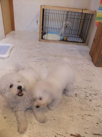 ビションフリーゼこいぬ子犬フントヒュッテ東京かわいいビションフリーゼ関東ビション文京区ビションフリーゼ画像ビションフリーゼ子犬東京ビション毛量 252.jpg
