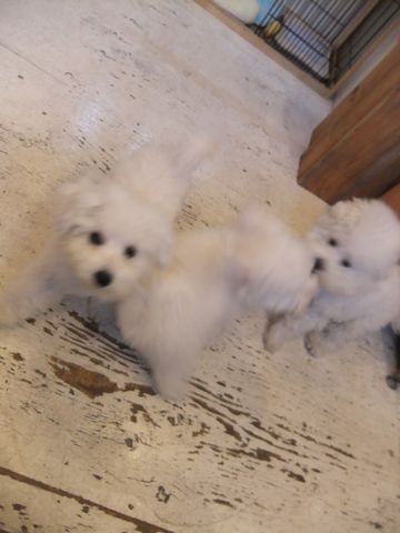 ビションフリーゼこいぬ子犬フントヒュッテ東京かわいいビションフリーゼ関東ビション文京区ビションフリーゼ画像ビションフリーゼ子犬東京ビション毛量 253.jpg