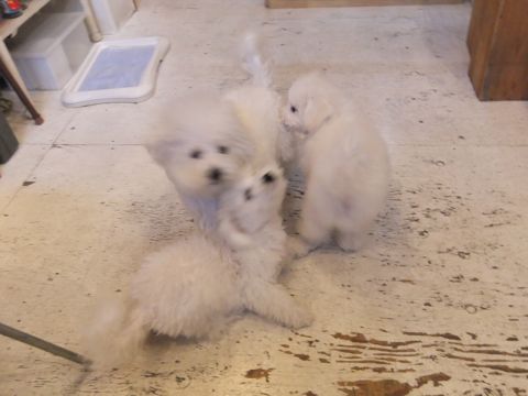 ビションフリーゼこいぬ子犬フントヒュッテ東京かわいいビションフリーゼ関東ビション文京区ビションフリーゼ画像ビションフリーゼ子犬東京ビション毛量 254.jpg