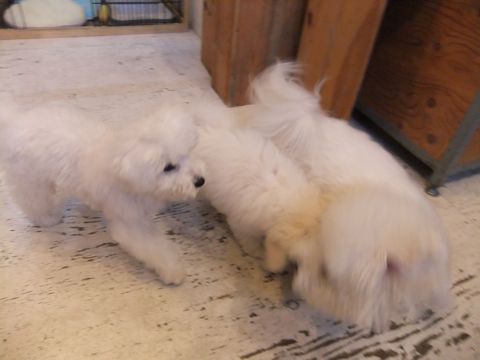 ビションフリーゼこいぬ子犬フントヒュッテ東京かわいいビションフリーゼ関東ビション文京区ビションフリーゼ画像ビションフリーゼ子犬東京ビション毛量 255.jpg