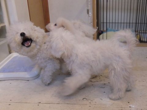 ビションフリーゼこいぬ子犬フントヒュッテ東京かわいいビションフリーゼ関東ビション文京区ビションフリーゼ画像ビションフリーゼ子犬東京ビション毛量 256.jpg