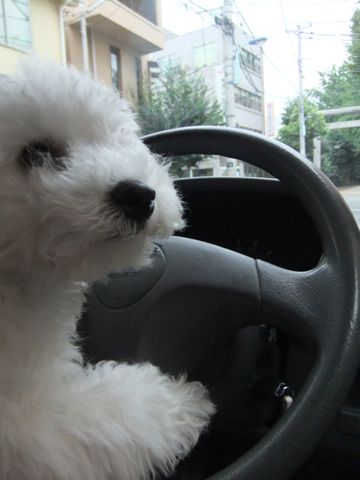ビションフリーゼこいぬ子犬フントヒュッテ東京かわいいビションフリーゼ関東ビション文京区ビションフリーゼ画像ビションフリーゼおんなのこ姉妹メス子犬_592.jpg