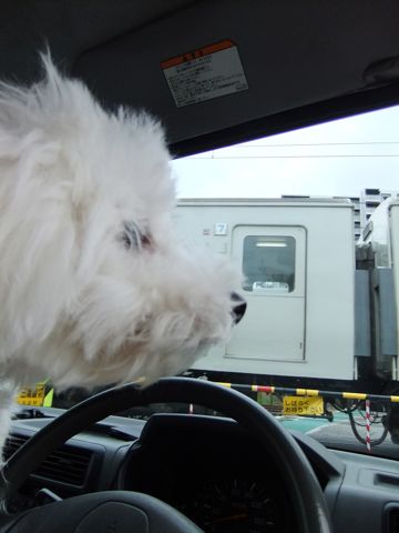 ビションフリーゼこいぬ子犬フントヒュッテ東京かわいいビションフリーゼ関東ビション文京区ビションフリーゼ画像ビションフリーゼおんなのこ姉妹メス子犬_593.jpg