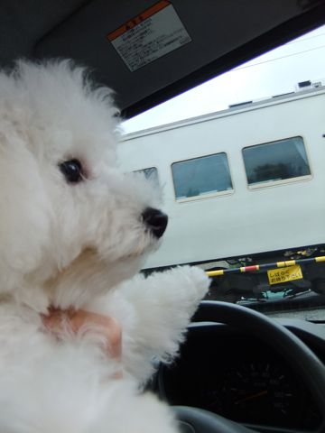 ビションフリーゼこいぬ子犬フントヒュッテ東京かわいいビションフリーゼ関東ビション文京区ビションフリーゼ画像ビションフリーゼ子犬東京ビション毛量 275.jpg