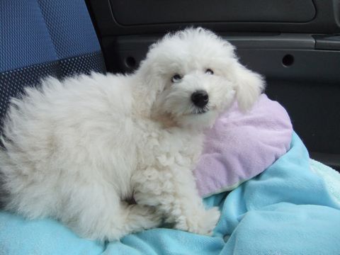 ビションフリーゼこいぬ子犬フントヒュッテ東京かわいいビションフリーゼ関東ビション文京区ビションフリーゼ画像ビションフリーゼ子犬東京ビション毛量 276.jpg