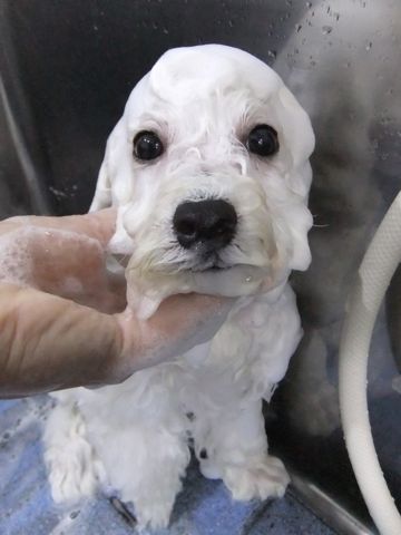 ビションフリーゼこいぬ子犬フントヒュッテ東京かわいいビションフリーゼ関東ビション文京区ビションフリーゼ画像ビションフリーゼ子犬東京ビション毛量 277.jpg
