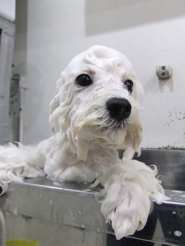 ビションフリーゼこいぬ子犬フントヒュッテ東京かわいいビションフリーゼ関東ビション文京区ビションフリーゼ画像ビションフリーゼ子犬東京ビション毛量 278.jpg
