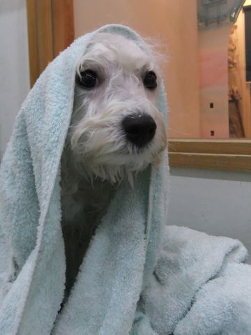 ビションフリーゼこいぬ子犬フントヒュッテ東京かわいいビションフリーゼ関東ビション文京区ビションフリーゼ画像ビションフリーゼ子犬東京ビション毛量 279.jpg