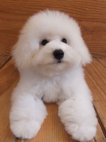 ビションフリーゼこいぬ子犬フントヒュッテ東京かわいいビションフリーゼ関東ビション文京区ビションフリーゼ画像ビションフリーゼ子犬東京ビション毛量 280.jpg