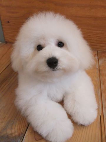 ビションフリーゼこいぬ子犬フントヒュッテ東京かわいいビションフリーゼ関東ビション文京区ビションフリーゼ画像ビションフリーゼ子犬東京ビション毛量 282.jpg