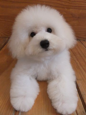 ビションフリーゼこいぬ子犬フントヒュッテ東京かわいいビションフリーゼ関東ビション文京区ビションフリーゼ画像ビションフリーゼ子犬東京ビション毛量 281_3.jpg