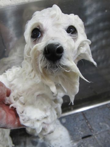 ӥե꡼եȥҥå襤ӥե꡼Ҹ줳ʸhundehutteӥե꡼Bichon Friseӥե꡼ʤΤ᥹Ҹb.jpg