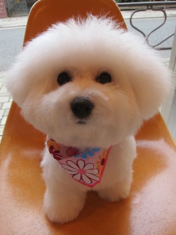 ӥե꡼եȥҥå襤ӥե꡼Ҹ줳ʸhundehutteӥե꡼Bichon Friseӥե꡼ʤΤ᥹Ҹe.jpg