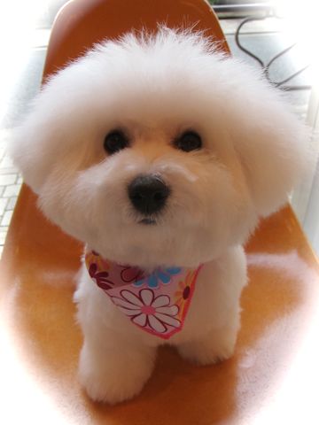 ӥե꡼եȥҥå襤ӥե꡼Ҹ줳ʸhundehutteӥե꡼Bichon Friseӥե꡼ʤΤ᥹Ҹf.jpg