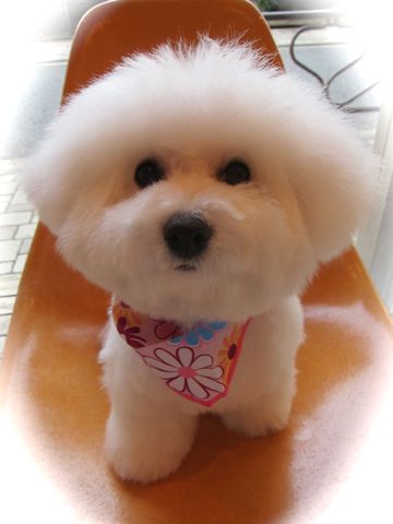 ӥե꡼եȥҥå襤ӥե꡼Ҹ줳ʸhundehutteӥե꡼Bichon Friseӥե꡼ʤΤ᥹Ҹh.jpg